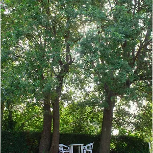 Twin Oaks , Šišan Croazia
